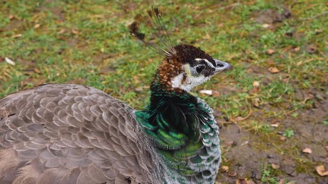 Close up of female peacock head  looking around.