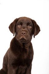 Chocolate Labrador puppy of three months looking at camera on white background Isolated image
