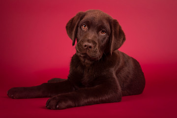 Fototapeta premium Beautiful three month old labrador puppy lying looking towards camera isolated on red background