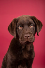 isolated portrait of lovely labrador puppy on red background