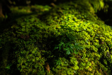 シダ植物に覆われた岩