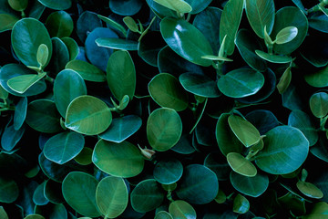 closeup nature view of green leaf texture, dark wallpaper concept, nature background, tropical leaf