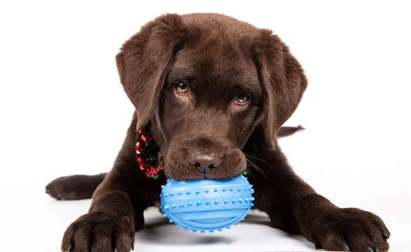 Chocolate Labrador puppy of three months biting a blue toy on white background. Isolated image