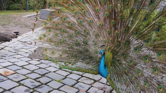 Male Peacock spreading his feathers and vibrating and female walking by.