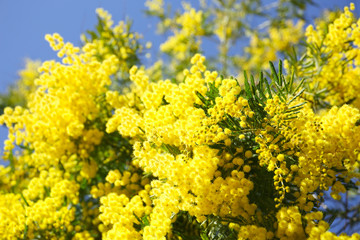 blooming mimosa tree and blue sky. seasonal floral background