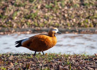 Ruddy Shelduck on the dry grass near the frozen pond in the month of February. Bird watching, wildlife.