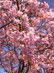 満開のカワヅザクラと青空