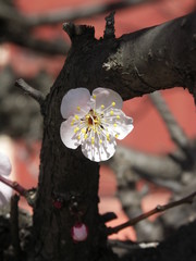 境内の一輪の白梅