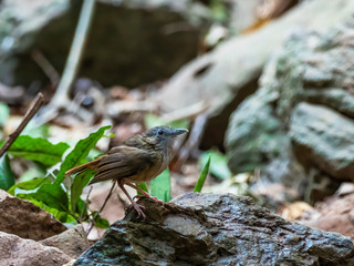 The Abbott's Babbler is a medium-sized hook-billed babbler. It is chunky, rather short-tailed and nondescript, brown above and greyish white to buff-tan below. Scientific name is Malacocincla abbotti.