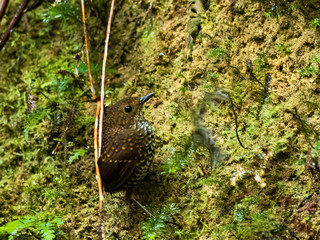 The Pygmy Wren-Babbler is an unmistakable, tiny bird with almost no visible tail. The upperparts are dark olive-brown with deep yellow on the feather tips. Scientific name is Pnoepyga  pusilla.