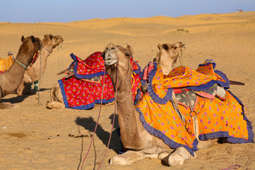 Decorated camels used for tourist safari at Jaisalmer Thar desert Rajasthan India