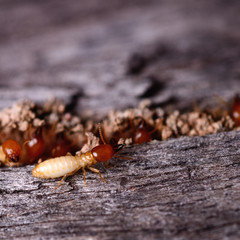 Macro shot of termite insects