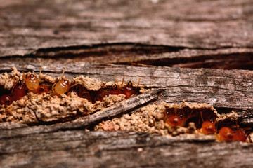 Fototapeta na wymiar Macro shot of termite insects