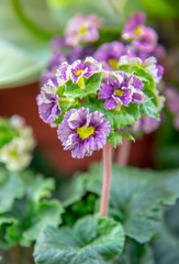 Delicate lilac primrose flower on a blurred background.