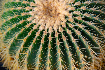 Close-up detail of the texture of a cactus surface. Long cactus needles as a background.