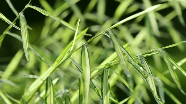 amboo Miniature Breeze