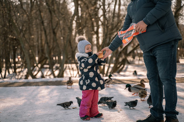 Obraz premium a man in jeans and a blue jacket gives bread to a little girl to feed pigeons and ducks