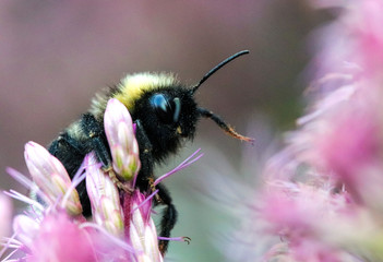 Close-up in vibrant colors of a Bumble Bee collecting pollen on a lilac flower.