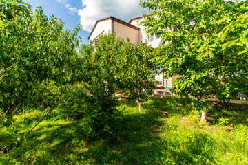 Fototapeta na wymiar The backyard of the cottage is full of fruit trees and green grass on a bright Sunny day. you can see the cottage building through the trees.