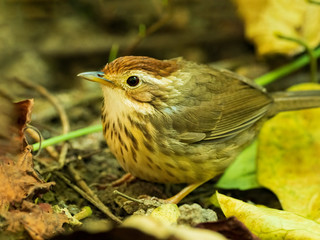 The Puff-throated Babbler or Spotted Babbler has brown-streaked pale underparts. Its white brow and throat contrast with buffy cheeks and a rusty-orange crown. Scientific name is Pellorneum ruficeps.