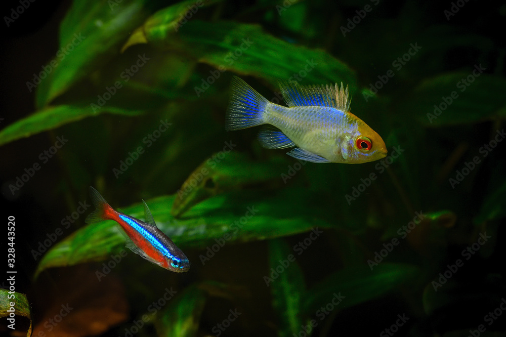 Wall mural mikrogeophagus ramirezi electric blue - white fish with blue glow on fins.