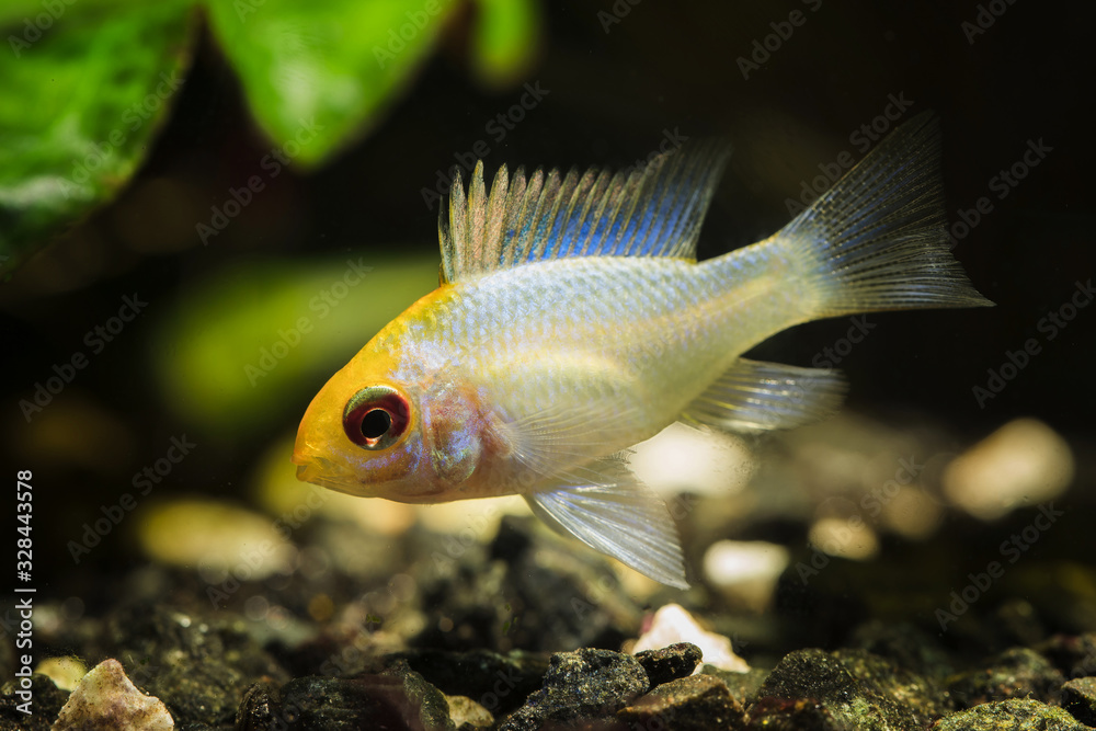 Poster Mikrogeophagus ramirezi Electric blue - white fish with blue glow on fins. - Posters