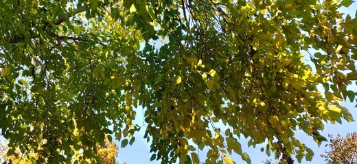 hojas en árbol