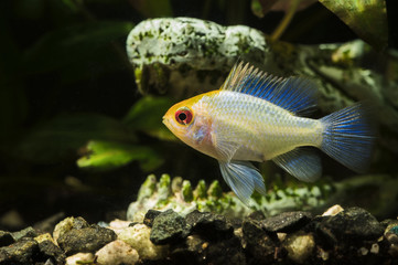 Obraz premium Mikrogeophagus ramirezi Electric blue - white fish with blue glow on fins.