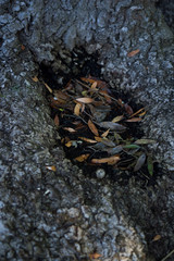 leaves on wooden background