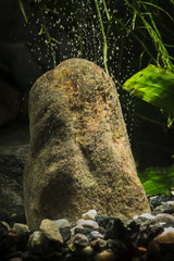Airing big stone in aquarium with bubbles.