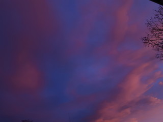 Fototapeta premium Sunset and a tree - Oslo 