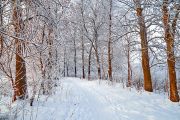 Snow covered trees in a winter forest and small path between them