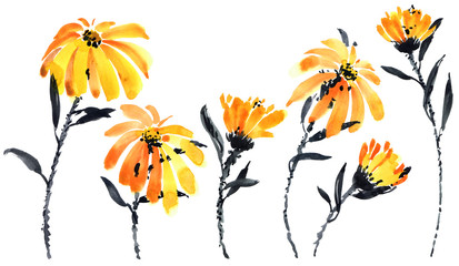 Watercolor painted calendula