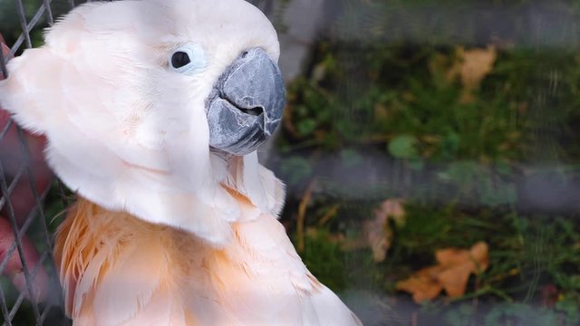 Close up of a cockatoo head, enjoying a back rub