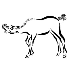 foal chews grass and wags its tail