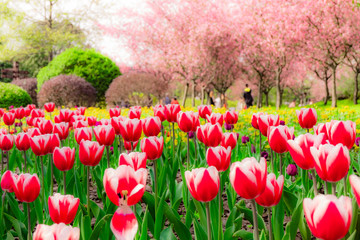 The colourful  tulips  of  Slender West Lake ,YangZHou  in spring 