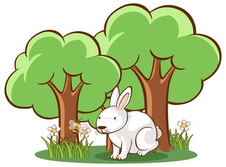 Obraz na płótnie Canvas White rabbit on white background