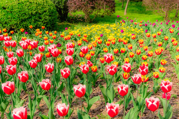 The colourful  tulips  of  Slender West Lake ,YangZHou  in spring 