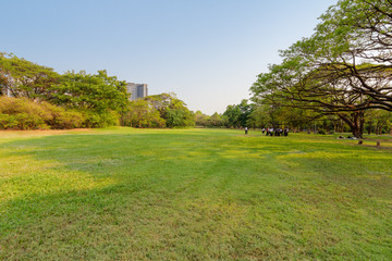 The view of the green meadow and the bright trees in the par
