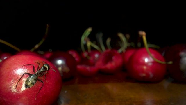 Extreme macro of ant Integument. Abdomen Of black ant using Labrum Maxillae and Mandibles in close up.