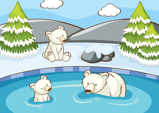 Scene with polar bears in the pond