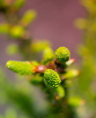 Young shoots on spruce branches