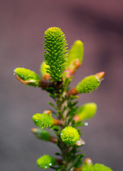 Young shoots on spruce branches