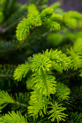 Young shoots on spruce branches