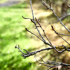 dead tree branches