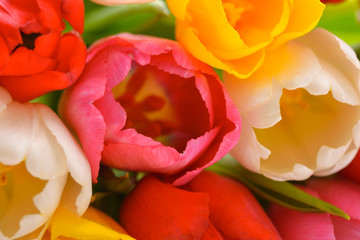 Bunch of bright fresh multicolored tulips close up.