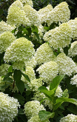 Beautiful hortensia - hydrangea close up views with delicate Flowers 