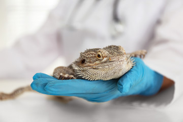 Veterinarian examining bearded lizard on table in clinic, closeup. Exotic pet
