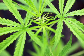 cannabis leaf background