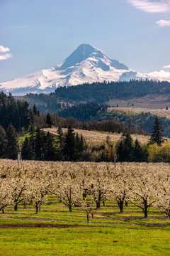 Blossoms in Hood River Fruit Loop Oregon